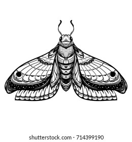 Butterfly sketch. Detailed realistic sketch of a moth