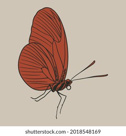 Butterfly sketch engraved hand drawn in old sketch and vintage style. Mystical esoteric symbol of freedom, flying insect. Vector illustration for tattoo, t-shirt or scrapbooking design