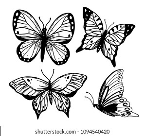 Butterfly sketch. Hand drawn vector