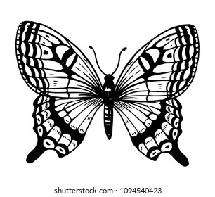 Butterfly sketch. Hand drawn vector