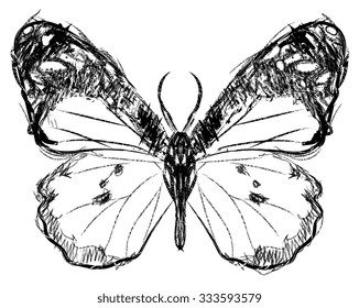 Butterfly Sketch Vector 