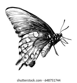 Butterfly , Sketch Vector Graphics Black And White Drawing