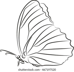 butterfly, sketch, vector illustration