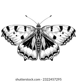 Butterfly sketch vintage animal vector illustration.