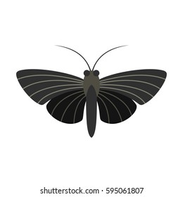 Butterfly with small wings icon isolated on white background vector illustration