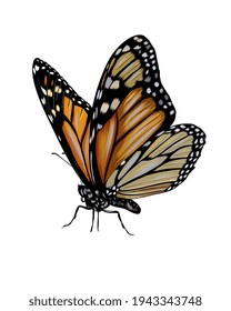 Butterfly from a splash of watercolor, colored drawing, realistic. Vector illustration of paints