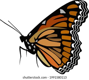 Butterfly with spots on white background. Vector illustration