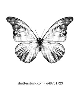 butterfly with spots on the wings of the symmetric top view sketch vector graphics black and white drawing