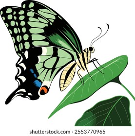 butterfly spread wings and sitting illustration