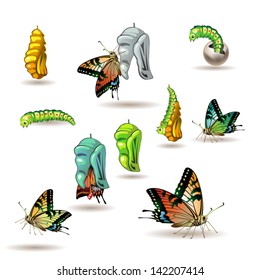 Butterfly stages with cocoon on white background