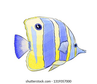 butterfly striped fish
