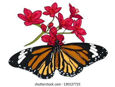 The butterfly is sucking nectar from flower.
