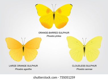 Butterfly Sulphur Set Vector Illustration