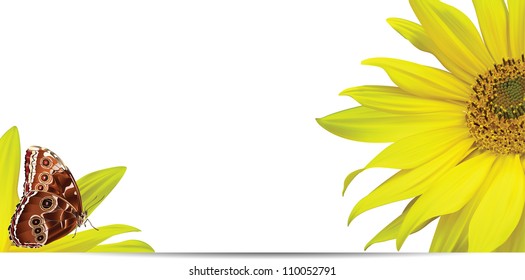 Butterfly and Sunflower