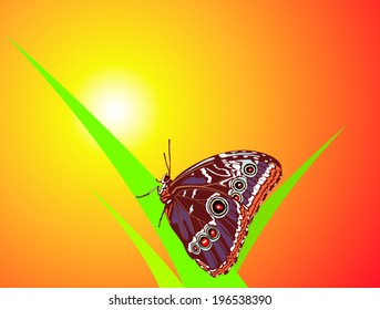 butterfly at sunset