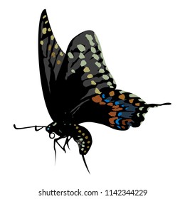 Butterfly (Swallowtail Butterfly), color - Vector