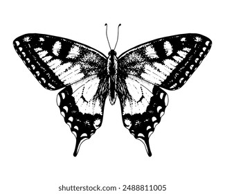 Butterfly swallowtail. Vector Hand drawn illustration. Black and white graphic clip art on a background. Drawing of an insect with spread wings. Flying papilio sketch. For printing on kids t-shirts