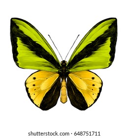 butterfly symmetric top view of green and yellow colors, sketch vector graphics color picture