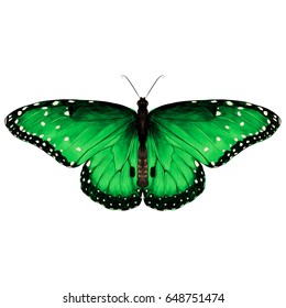 butterfly are symmetrical and the top is green with spots , sketch vector graphics color picture