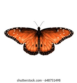 butterfly are symmetrical and the top is red with spots , sketch vector graphics color picture