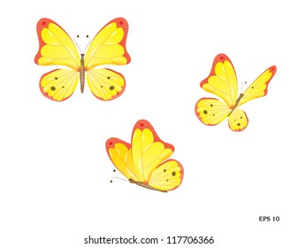 Butterfly in three wings positions