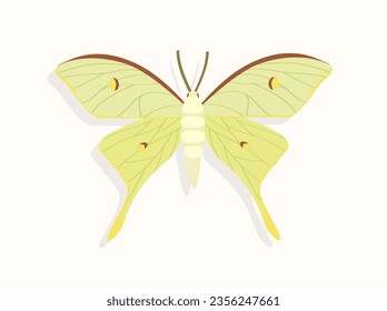 Butterfly top view concept. Adorable insect with colorful patterns on wings. Biology and ecosystem. Template, layout and mock up. Cartoon flat vector illustration isolated on white background