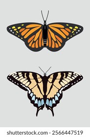 Butterfly top view illustration. vector butterfly spreading wings top view