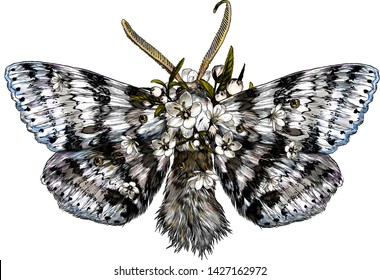 butterfly top view with open wings top view and scenery of white flowers, sketch vector graphics color illustration on white background