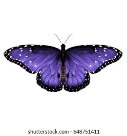 butterfly top view of symmetrical purple-stained , sketch vector graphics color picture