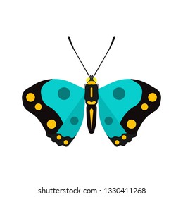 Butterfly top view vector decoration wildlife wings icon. Illustration shape insect exotic cartoon above
