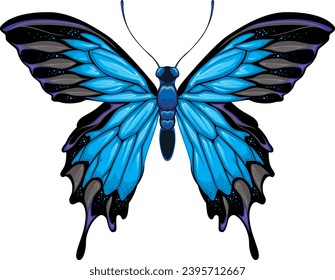 Butterfly top view, vector isolated animal
