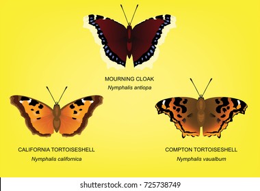 Butterfly Tortoiseshell Set Vector Illustration