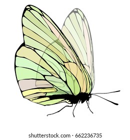 Butterfly transparent wings green. On white isolated background. Vector illustration for your design.