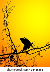 Butterfly in a Tree