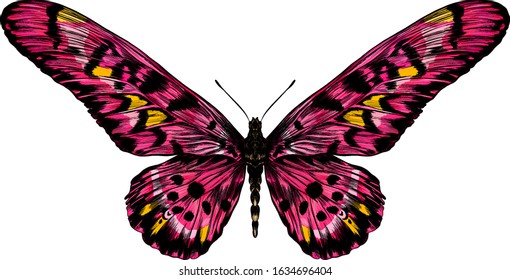 butterfly tropical pink vector illustration