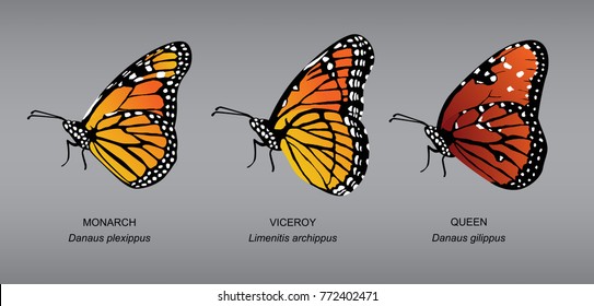 Butterfly Underwing Monarch Set Vector Illustration