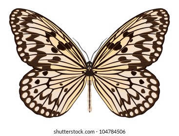 Butterfly vector