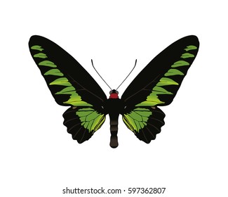 Butterfly Vector