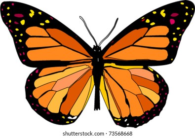 Butterfly - vector