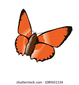 butterfly, vector, art