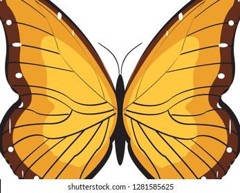 butterfly vector for banner, presentation and wallpaper purposes on white background 19