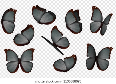 Butterfly vector. Black isolated butterflies. Insects with bright coloring on transparent background