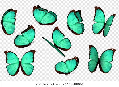 Butterfly vector. Blue isolated butterflies. Insects with bright coloring on transparent background