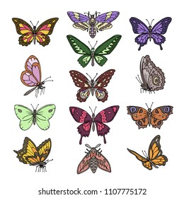 Butterfly vector colorful insect flying for decoration and beautiful butterflies wings fly illustration natural decor set isolated on white background