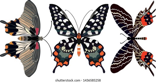 Butterfly vector colorful insect flying for decoration and beautiful butterflies wings fly in spring illustration set isolated on white background