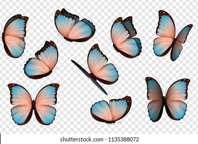 Vector de mariposa. Mariposas coloreadas y aisladas. Insectos con colores vivos sobre fondo transparente