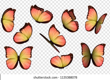 Butterfly vector. Colorful isolated butterflies. Insects with bright coloring on transparent background