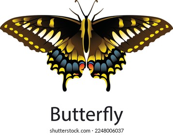 Butterfly Vector with Different colors