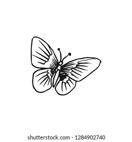 butterfly vector doodle sketch isolated on white background