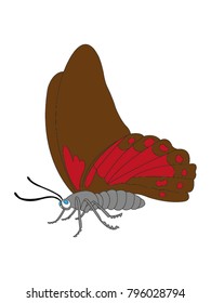 Butterfly vector drawing
